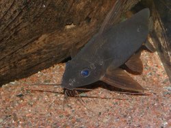 Synodontis punctifer