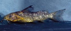 Synodontis punctulatus