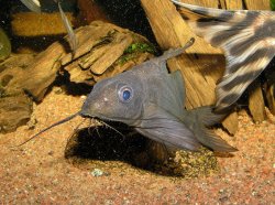 Synodontis resupinatus