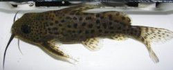 Synodontis robbianus