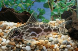 Synodontis robertsi - Click for species page