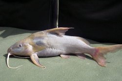 Synodontis rukwaensis - Click for species page