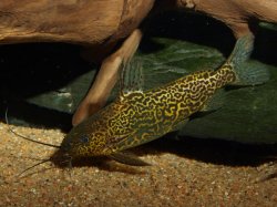 Synodontis schoutedeni - Click for species page