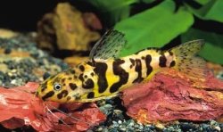 Synodontis schoutedeni