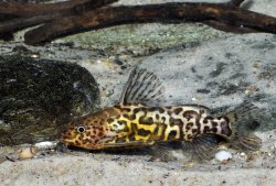 Synodontis schoutedeni