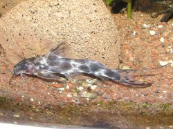 Synodontis smiti