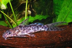 Synodontis soloni - Click for species page