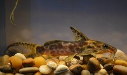 Synodontis soloni