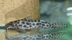 Synodontis soloni