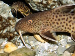 Synodontis sp. (5)