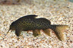 Synodontis sp. (6)