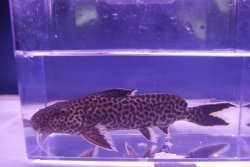 Synodontis sp. `CROCODILE ISLAND` - Click for species page