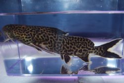 Synodontis sp. `CROCODILE ISLAND`