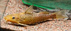 Synodontis sp. `JA RIVER`