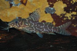 Synodontis sp. `LOWER GUINEA`