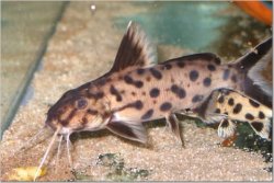 Synodontis sp. `POLLI WHITE`