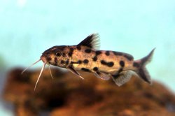 Synodontis sp. `POLLI WHITE`