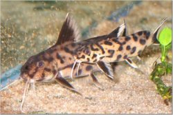 Synodontis sp. `POLLI WHITE`