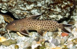 Synodontis sp. (5) - Click for species page