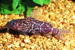 Synodontis sp. (8) - Click for species page