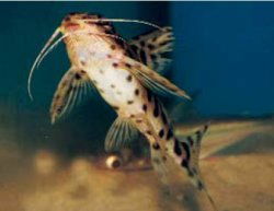 Synodontis sp. hybrid(1)