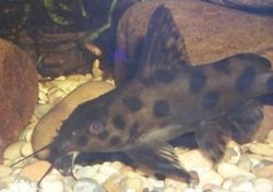 Synodontis sp. hybrid(1)