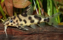 Synodontis sp. hybrid(1)