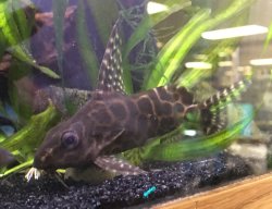 Synodontis sp. hybrid(10)