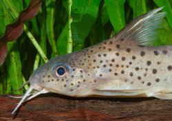 Synodontis sp. hybrid(2)