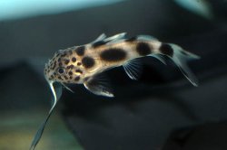 Synodontis sp. hybrid(5)