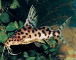 Synodontis sp. hybrid(1) - Click for species page