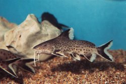 Synodontis tanganyicae - Click for species page