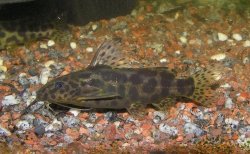 Synodontis waterloti