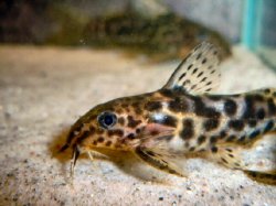 Synodontis waterloti