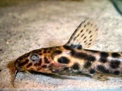 Synodontis waterloti