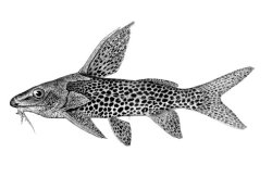 Synodontis woosnami - Click for species page