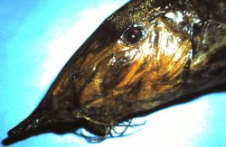 Synodontis xiphias - Click for species page