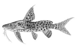 Synodontis zambezensis