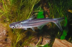 Pangasianodon hypophthalmus