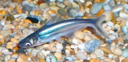 Pangasianodon hypophthalmus