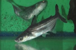Pangasius bocourti - Click for species page