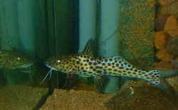 Aguarunichthys tocantinsensis - Click for species data page