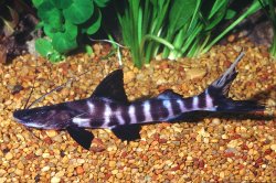 Brachyplatystoma juruense