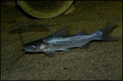 Parapimelodus valenciennis - Click for species page