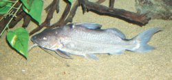 Pimelodus blochii