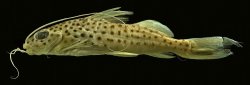 Pimelodus luciae - Click for species page