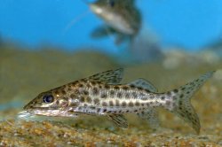 Pimelodus maculatus - Click for species page