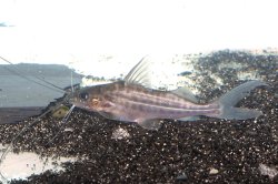 Pimelodus maculatus