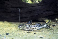 Pimelodus pictus