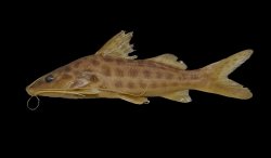 Pimelodus platicirris - Click for species page